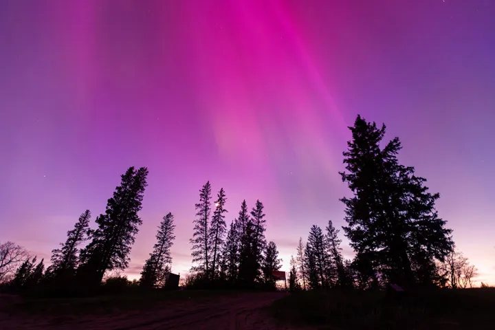 a pink and purple sky with streaks of pink coming down from above, out of frame, over the horizon with about a dozen trees in silhouette