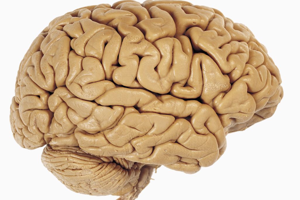 brain