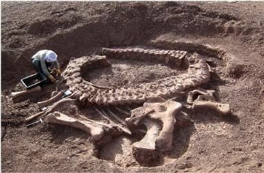 20110520083149sphinophorosaurus-skeleton-niger.jpg