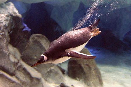 A gentoo penguin swimming underwater. This species, as well as others, vocalizes while hunting beneath the water's surface, research shows.