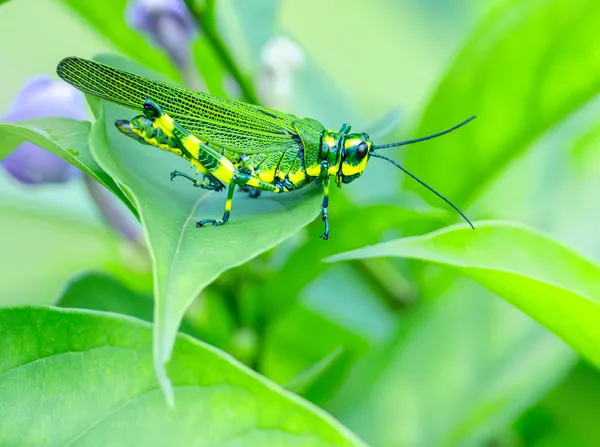Grasshopper in Ecuador thumbnail