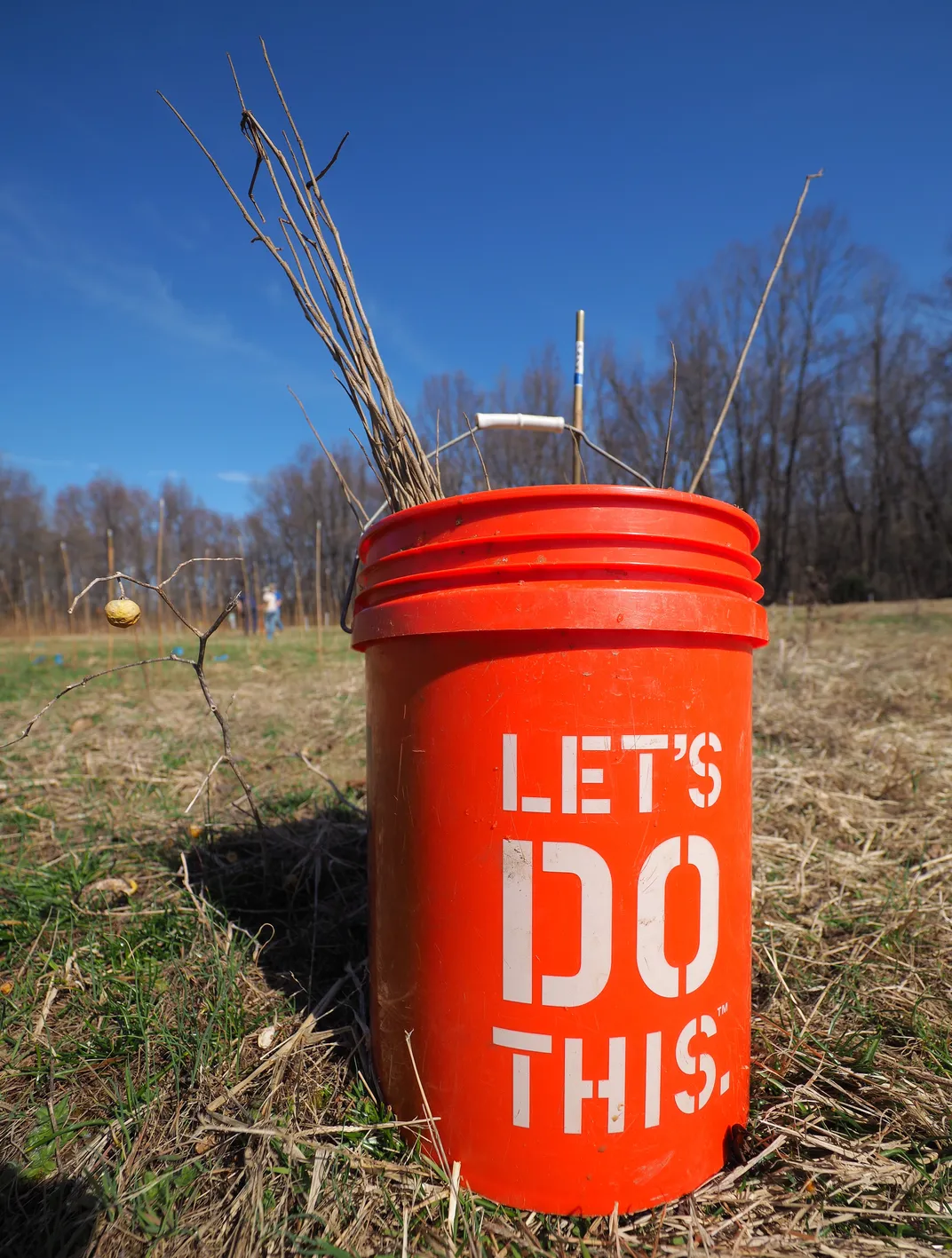 Several saplings sticking out of an orange bucket with text that reads "let's do this"