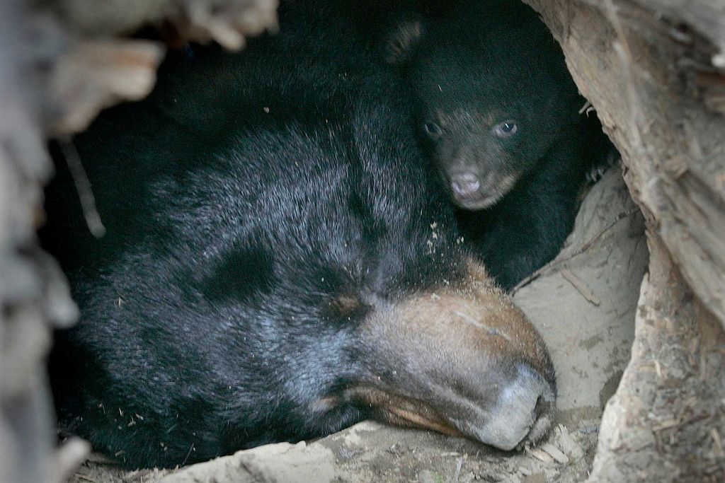 Bears in Den