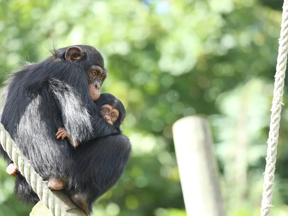 Two chimpanzees hugging each other against a green backdrop