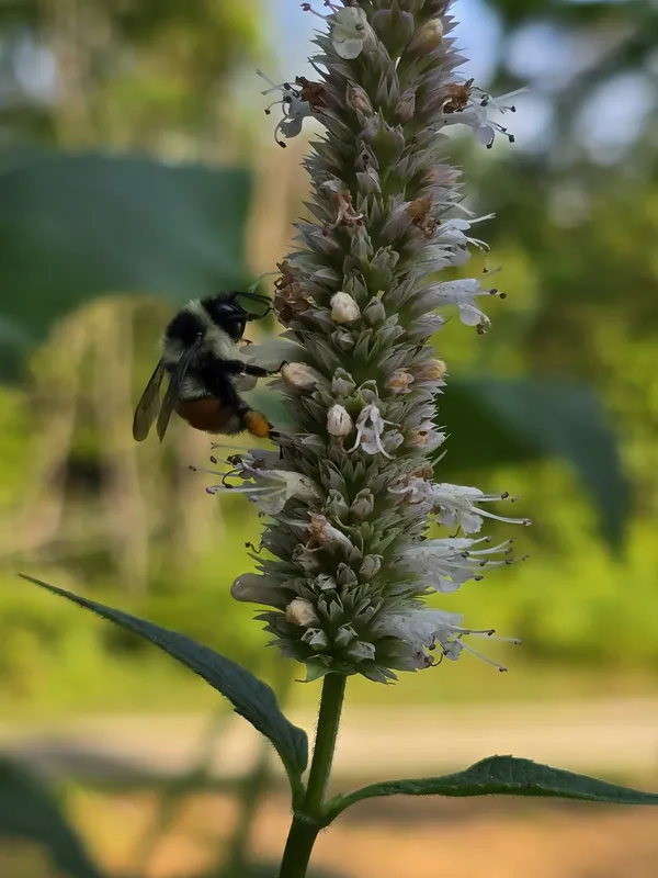 Tri-colored bumbler on giant hyssop thumbnail