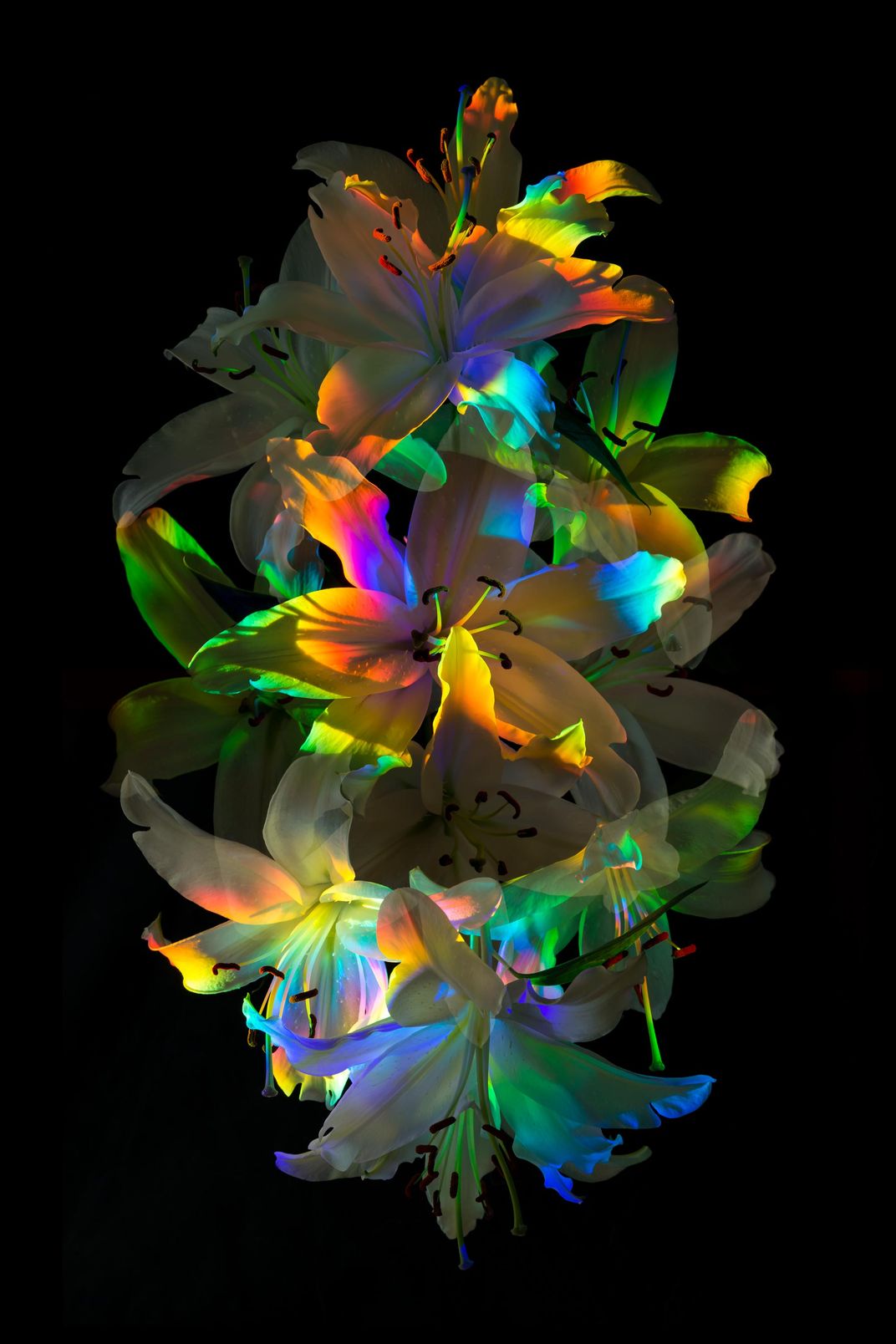 Aurora Florealis | Smithsonian Photo Contest | Smithsonian Magazine