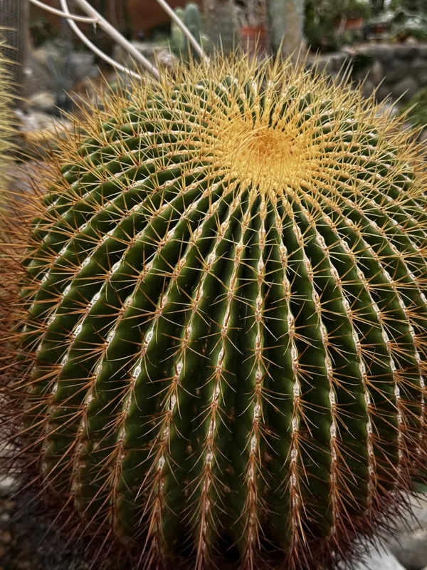 Golden barrel cactus thumbnail