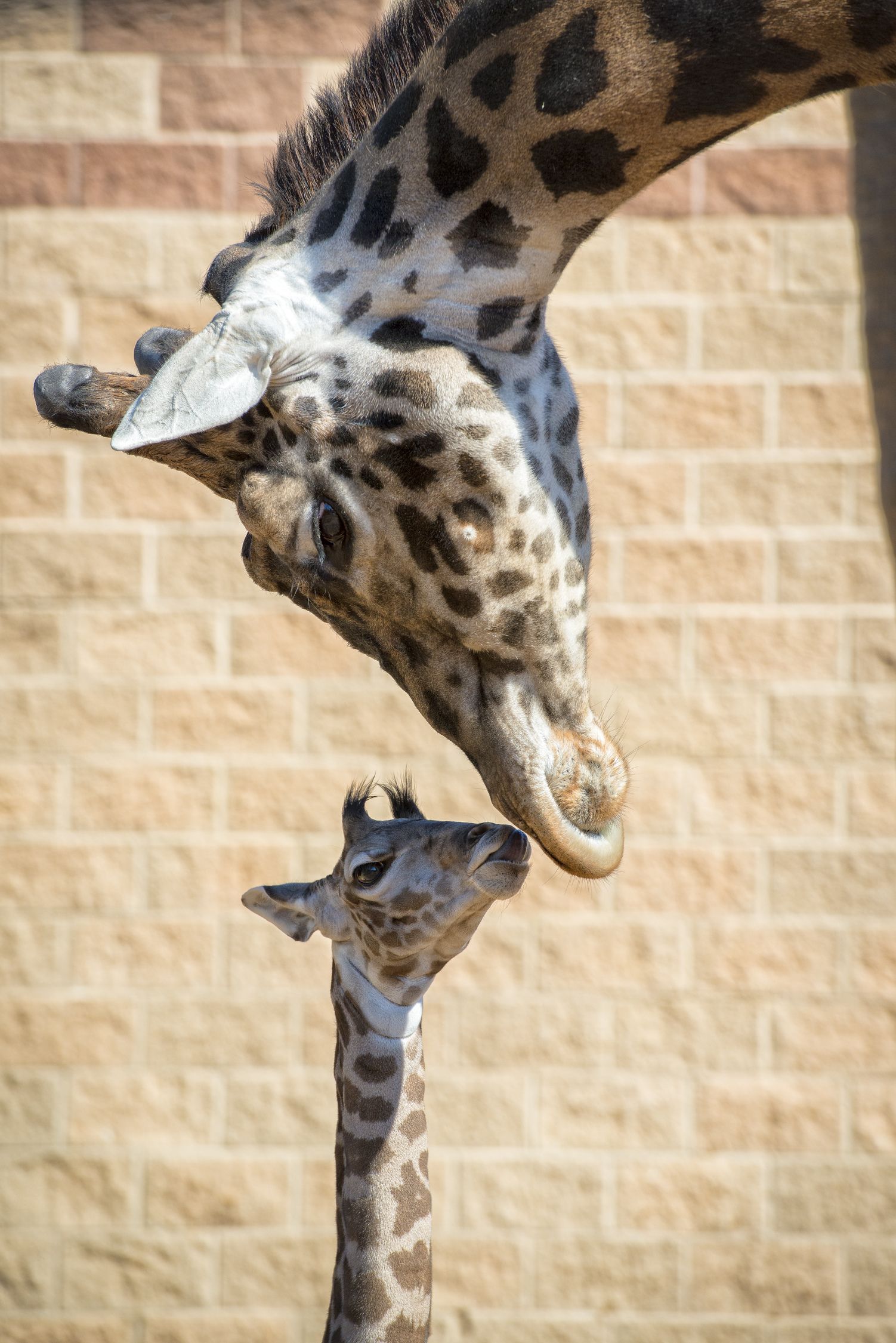 Cute Baby Animals You Have To See This Spring | Travel| Smithsonian Magazine