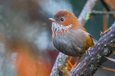 A new study analyzes the downy feathers of 249 Himalayan songbird species, including this brown-throated fulvetta, using specimens from the National Museum of Natural History's vast collections.