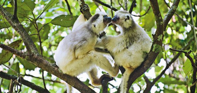 Lemur Silky Sifaka grooming