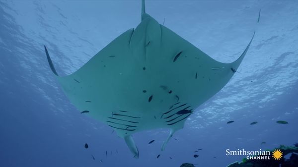 Preview thumbnail for Manta Rays Use Tiny Fish to Help Them Stay Clean