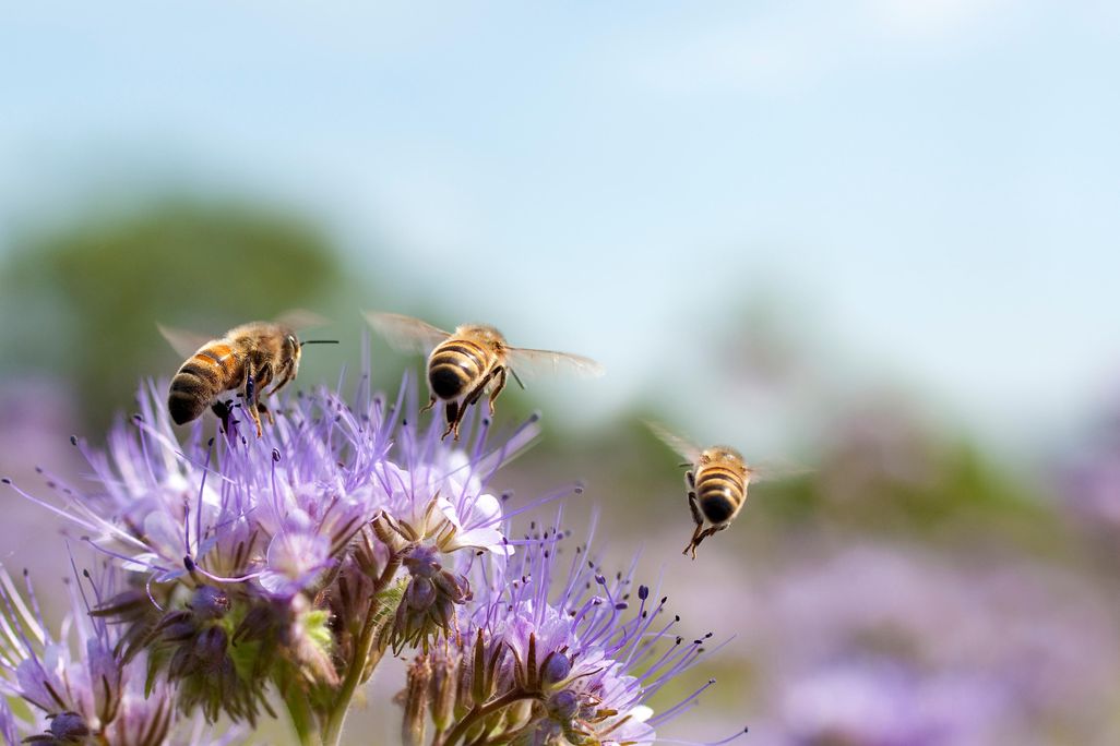 iStock-110719870.jpg