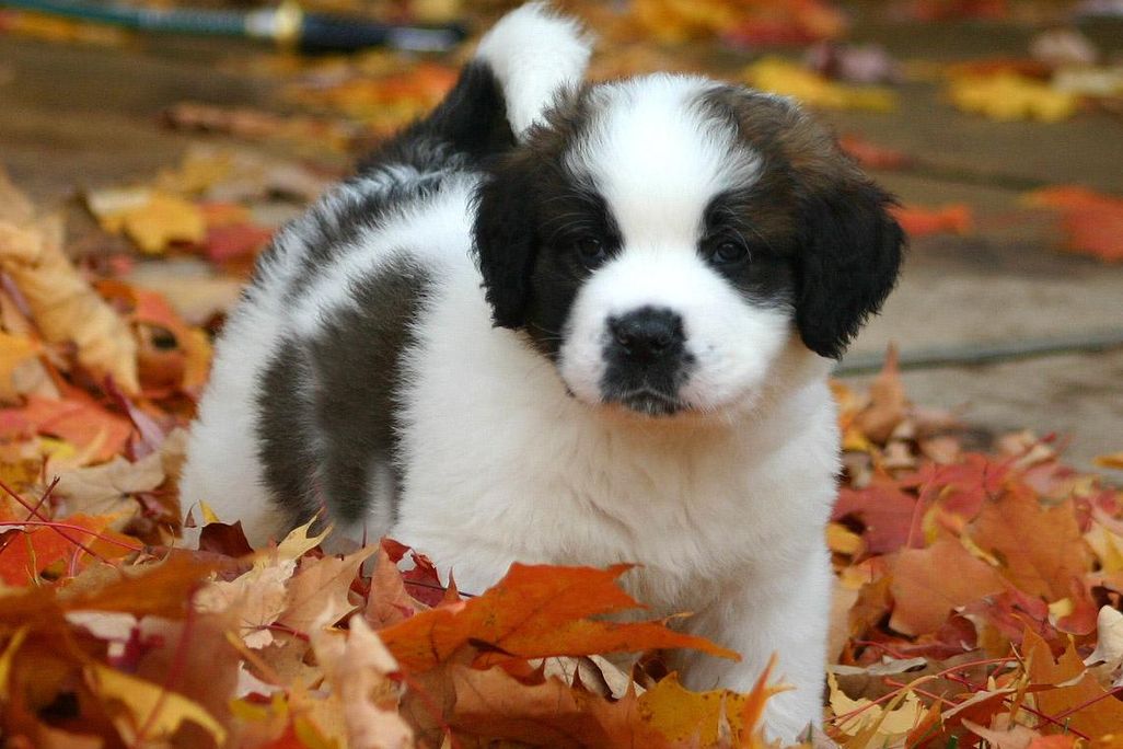 Puppy