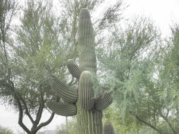 Saguaro Cactus Seeking Shade (a) thumbnail