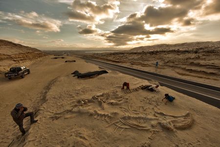 Fossil whale skeletons, evidence of an ancient mass stranding of the animals, discovered during the building of the Pan-American Highway in the Atacama Region of Chile in 2011.