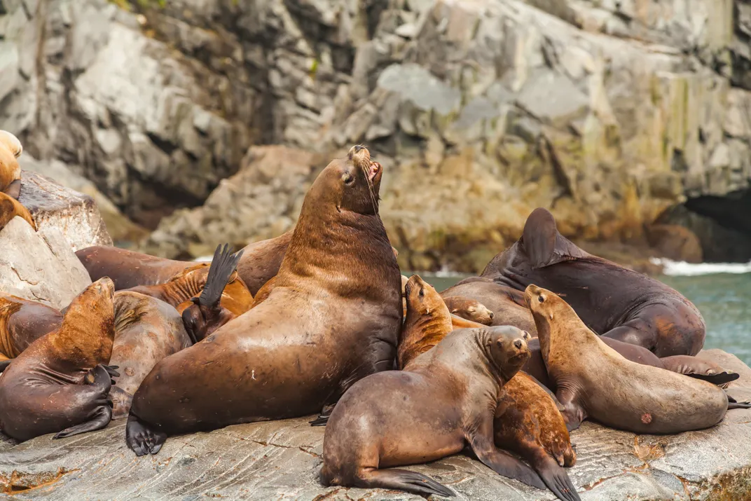 Steller sea lions, Kenai Fjords National Park