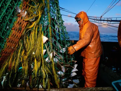 A fisher in New England empties cod from a drag net.