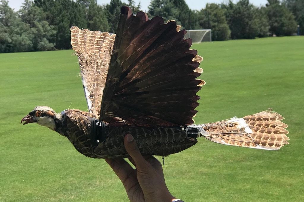 A person holding a taxidermy bird drone