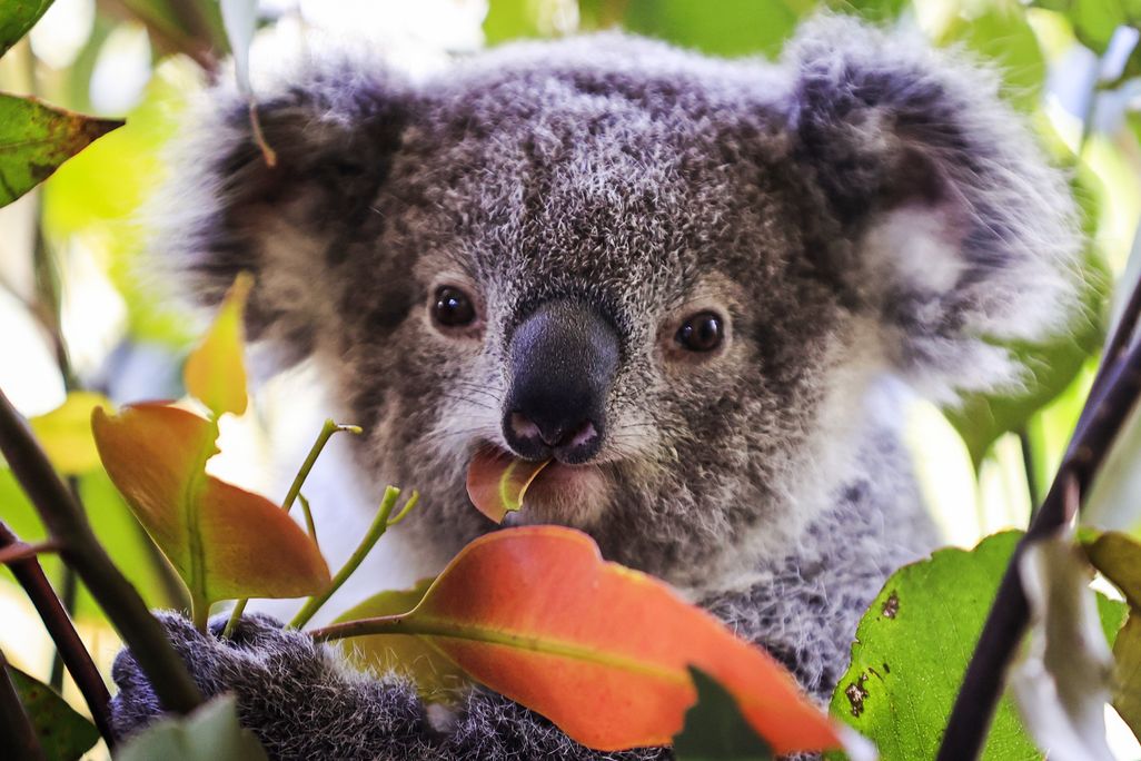 A young koala eats a leaf