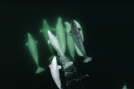 Researchers suspect that breeding is a possibility because of how close the narwhal is to the pod of belugas.
