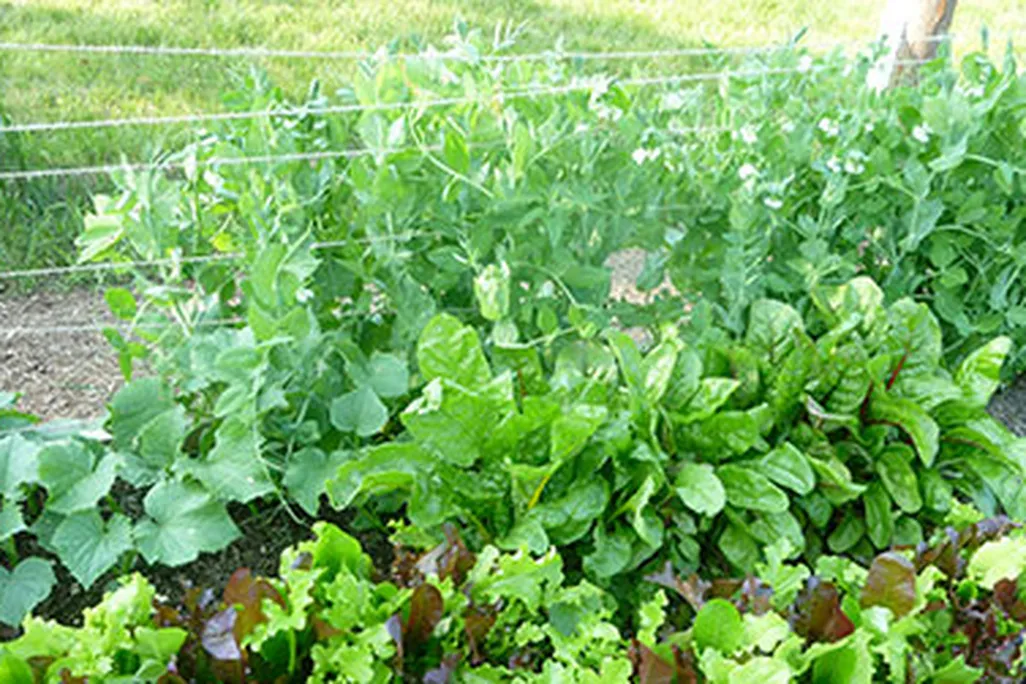 The author's vegetable garden