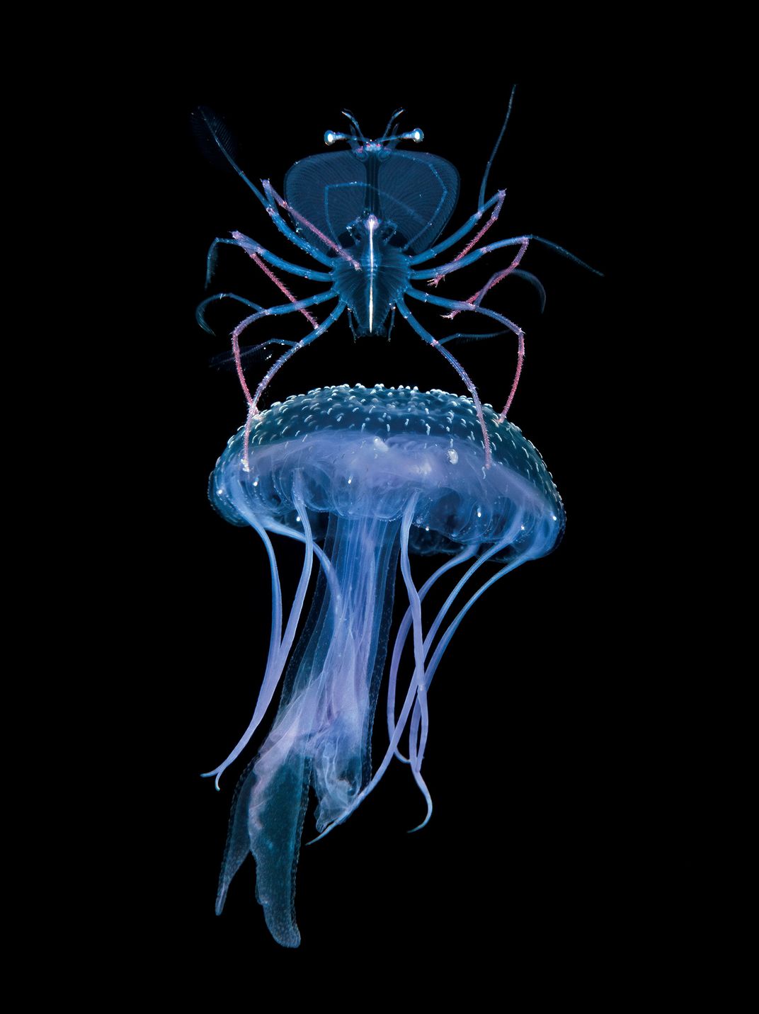 Larval Lobster Riding a Jellyfish