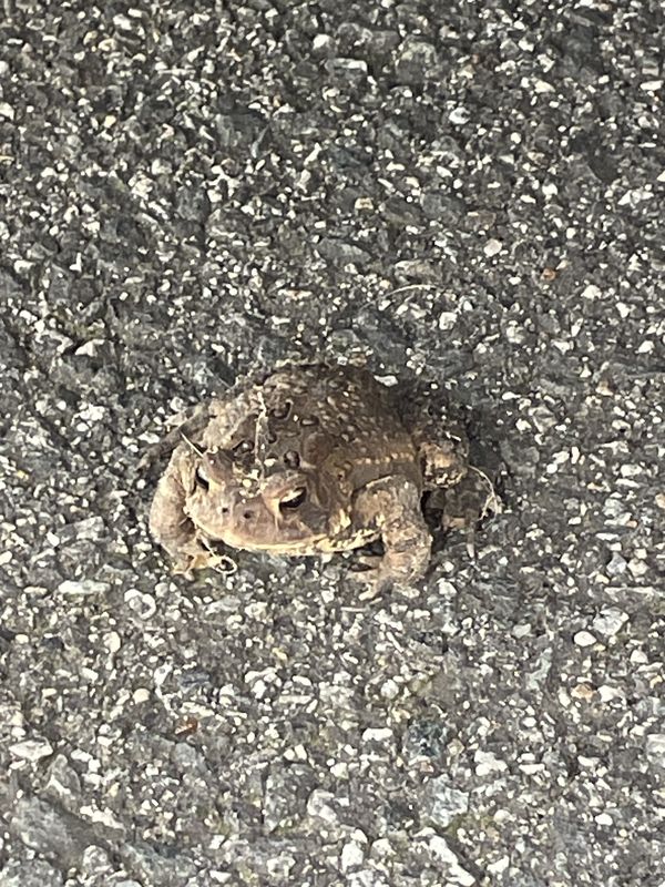 Toad in the Road thumbnail