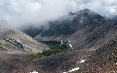 Trees grow at high elevations in the Rockies, fed by melting snow.
