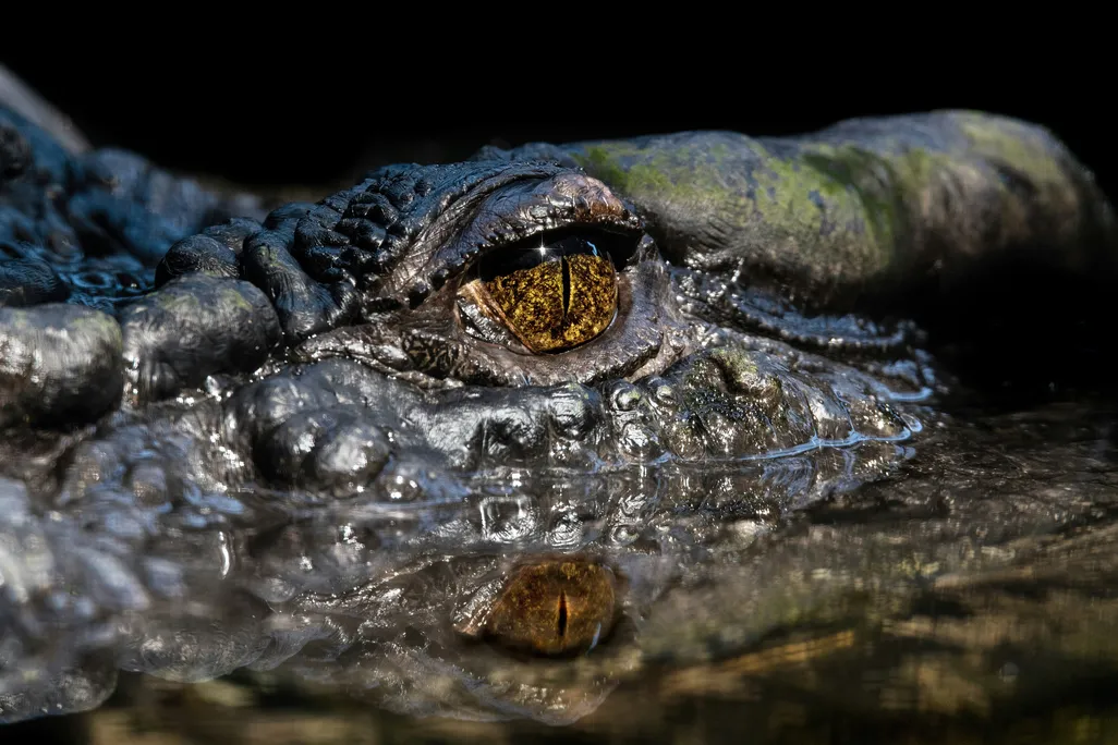 Cassius the crocodile's eye