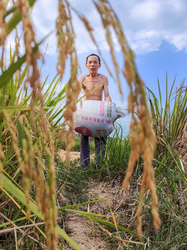 Harvesting rice and carrying it home thumbnail