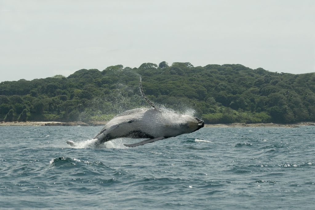 Humpback Whale Leaps from Water, Panama