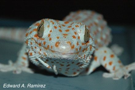 20120810014009gecko.jpg