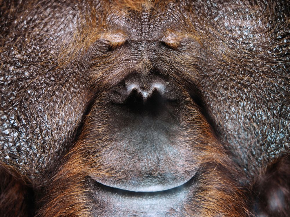 Borneo orangutan