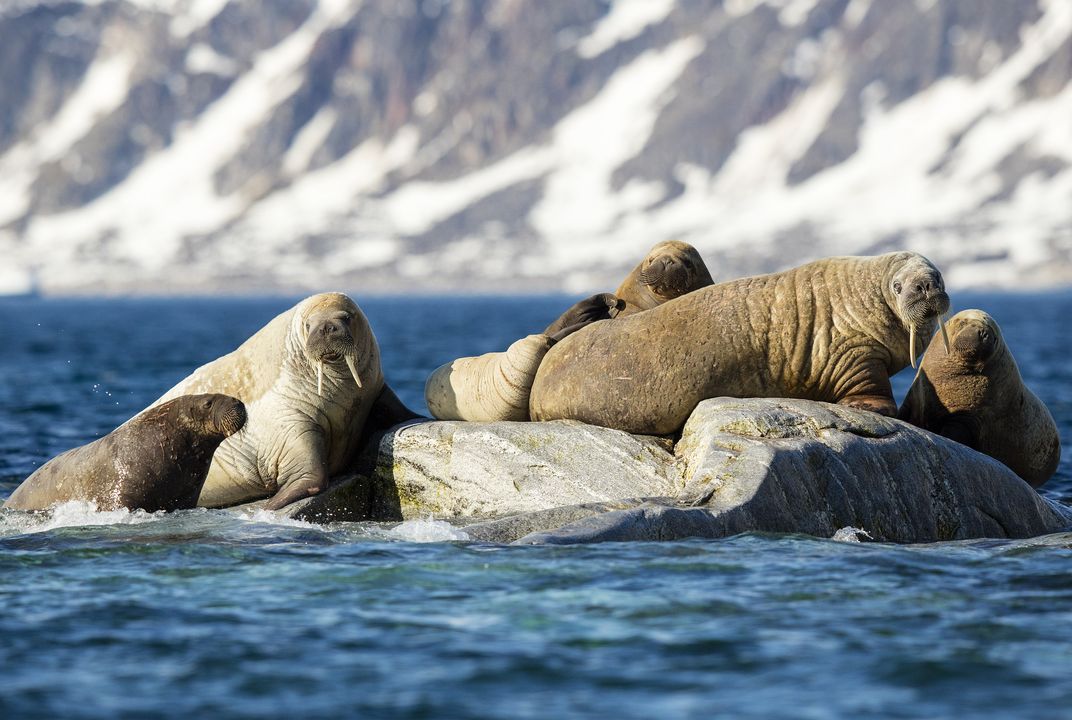 Researchers Need Volunteer 'Walrus Detectives' to Help Count the Animals in  Satellite Images | Smart News| Smithsonian Magazine
