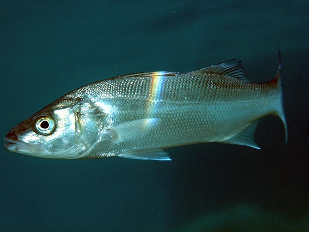 First Fish In Space