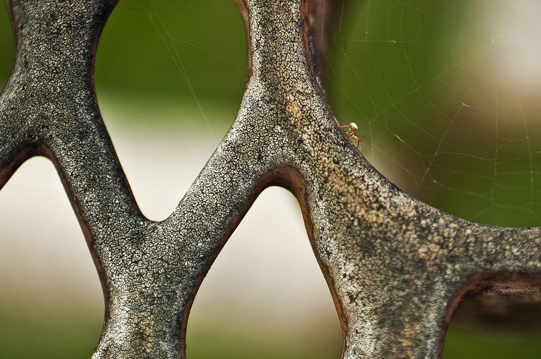 During lunch I noticed a tiny spider web inside a mesh garden table ...