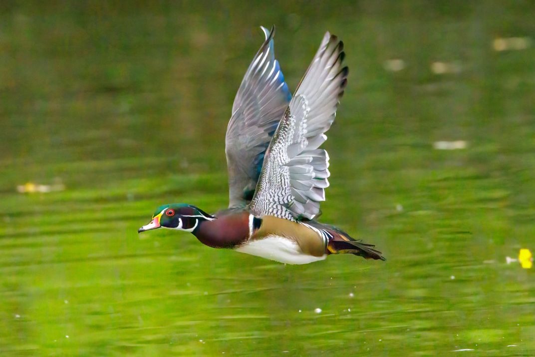 Ducking out and leaving the pond | Smithsonian Photo Contest ...