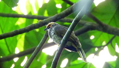 How Singapore Became an Unexpected Stronghold for a Critically Endangered Bird