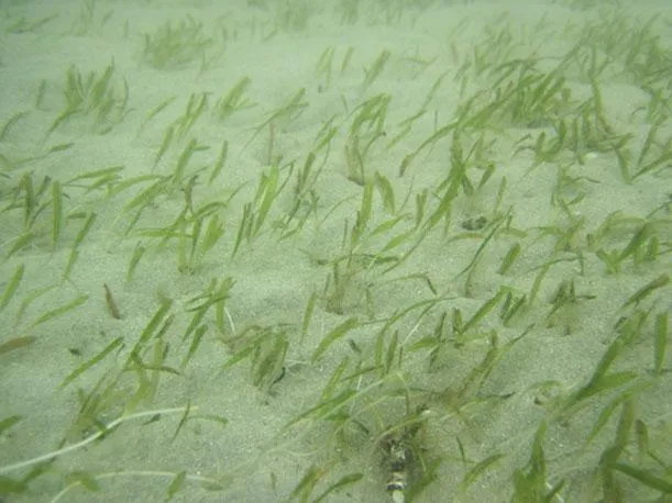 Johnson’s seagrass