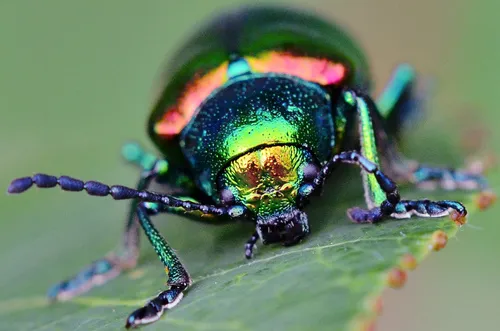 葉の上の緑のカブトムシを覆う