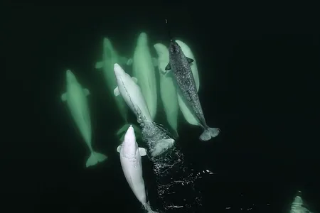 Researchers suspect that breeding is a possibility because of how close the narwhal is to the pod of belugas.