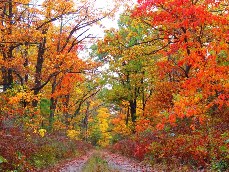 Fall Foliage in Central Pennsylvania Smithsonian Photo Contest