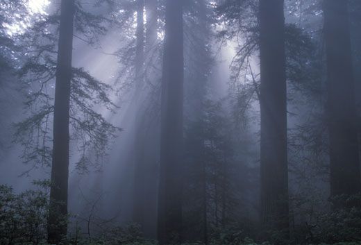 Coast redwoods