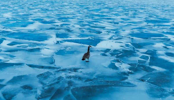 Goose. vs Frozen Nature thumbnail