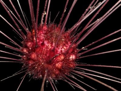 A close-up of an urchin found on the deep-sea expeditions in the Clarion-Clipperton Zone