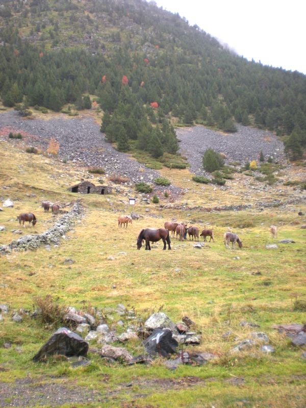 Horses in the mountains while traveling thought the mountains thumbnail