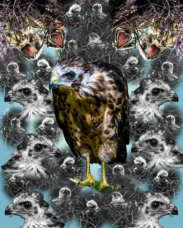 Broad-winged Hawk thumbnail