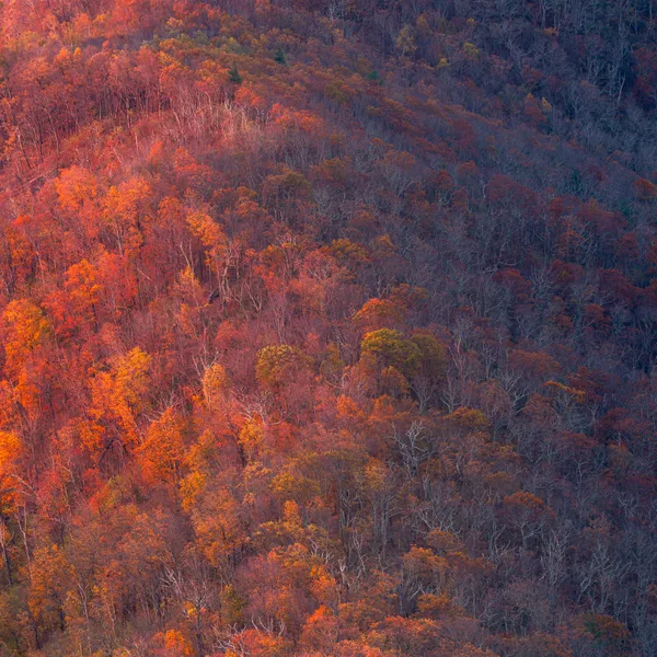 Autumn Awakening thumbnail