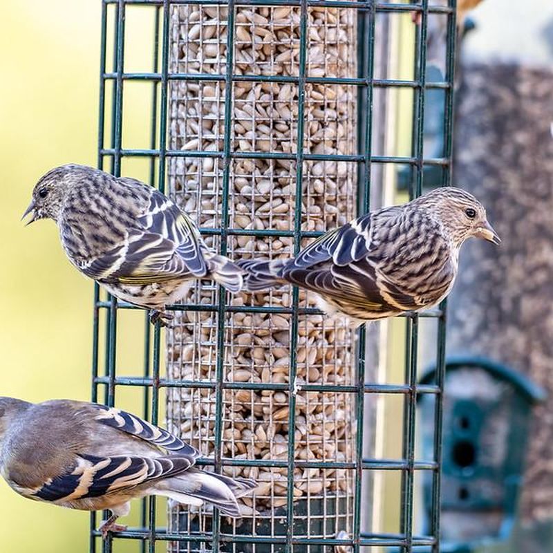 Florida Officials Watching For Illness Killing Songbirds In Other Parts Of  U.S.