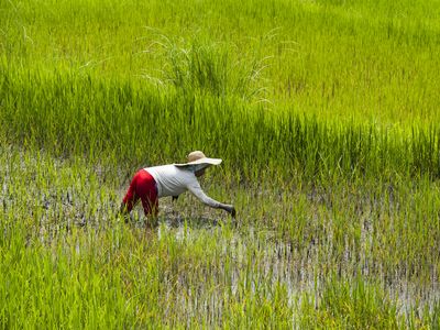 Around three billion people worldwide depend on rice for their diet. But a new study finds that rice and other crops grown under high levels of atmospheric carbon dioxide results in lower levels of some nutrients.